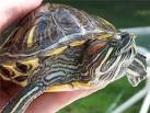 Care Sheet - Red Ear Slider