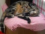 File:Felis silvestris catus (Berlioz)2.jpg - Wikipedia