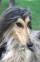 Afghan Hound Rescue - California - Northern - Southern