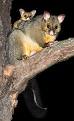 Common brushtail possum - Wikipedia, the free encyclopedia