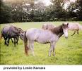Pony, Eriskay Pony Horse Breed
