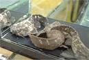 Amaralia hypsiura (Bunocephlus hypsiurus) / Двуусый сомик-баньо ...