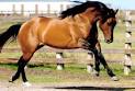 JB Quarter Horses Home Page