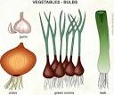 Bulbs