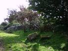 The magical mystical rowan tree. The brilliance of a heavily-laden rowan - via Daymix