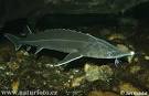 Acipenser ruthenus Pictures, Acipenser ruthenus Photos | PhotoBank ...