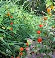 Физалис, физалис обыкновенный (Physalis alkekengi), виды сорта ...
