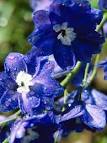 Very young <b>delphinium</b> plants
