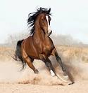 Arabian Horse Picture of Arabian Horse
