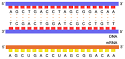 DNA Transcription