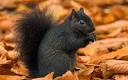 Black squirrels could outnumber reds in England - Telegraph