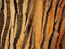 Tree Pattern Photos, Trees Wallpaper, Gallery -- National Geographic