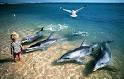 The Cultural Cetacean - National Wildlife Federation
