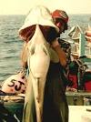 Seals and Cod