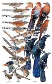 Birds of Peru - Painting Art by Larry McQueen - 1374_BIRDS_OF_PERU_(4)