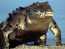 http://images.nationalgeographic.com/wpf/media-live/photos/000/002/cache/american-crocodile_219_600x450.jpg