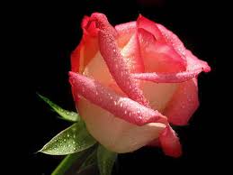 ������ ���� ������ �� ���� ������