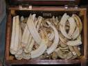 Raw Ivory