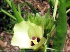 <b>Abelmoschus</b> esculentus