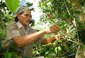 Proyecto energia renovable en fincas de café en Cuba