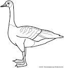 Goose coloring page