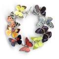 picture of butterfly bracelet s- popular colection | Bombod ...