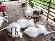 Budidaya pengemukan kambing