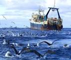 Billion dollar fishing industry on the verge of collapse ...