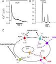 ScienceDirect.com - Cell Calcium - Ca2+ signaling and exocytosis ...