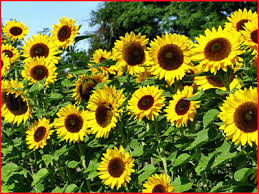 sunflower