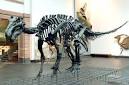 SENCKENBERG world of biodiversity | Museums | Museum Frankfurt ...
