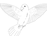 Parrot coloring page