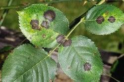 ticchiolatura della rosa