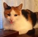 Cat with a bad attitude