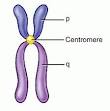<b>Centromere</b> - function and