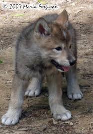 Pup(Hunter)-Ricke