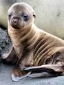 SEA LION Information