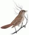 Bird Symbolism and Spirituality