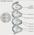 Bacterial Genomes