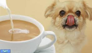 Bildergebnis für ‫سگ واقی وکربه واقی‬‎