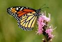 The Texas State Insect: Monarch Butterfly