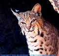 Bobcat Felis rufus - DesertUSA