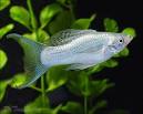Shop Online to Buy Molly Fish for Sale at AquariumFish.