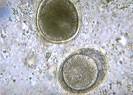 <b>Toxascaris</b> leonina