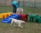 Lucky Dog Lodge - dog activities