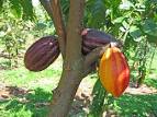 <b>Cacao</b> tree was cultivated