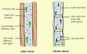 phloem pronunciation