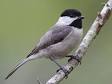 Carolina Chickadee - Wikipedia, the free encyclopedia