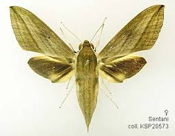 Image result for Theretra insularis