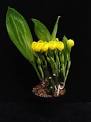 Orchid of the Week Library: Anguloa clowesii